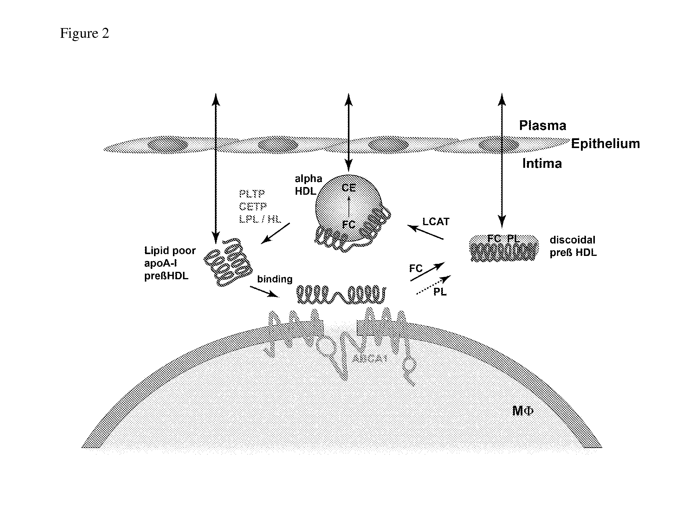 Compositions and methods to assess the capacity of hdl to support reverse cholesterol transport