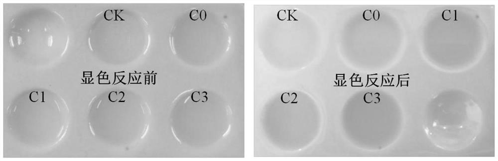 A salt-tolerant and growth-promoting bacterium jp-jh that alleviates plant salt damage and its application