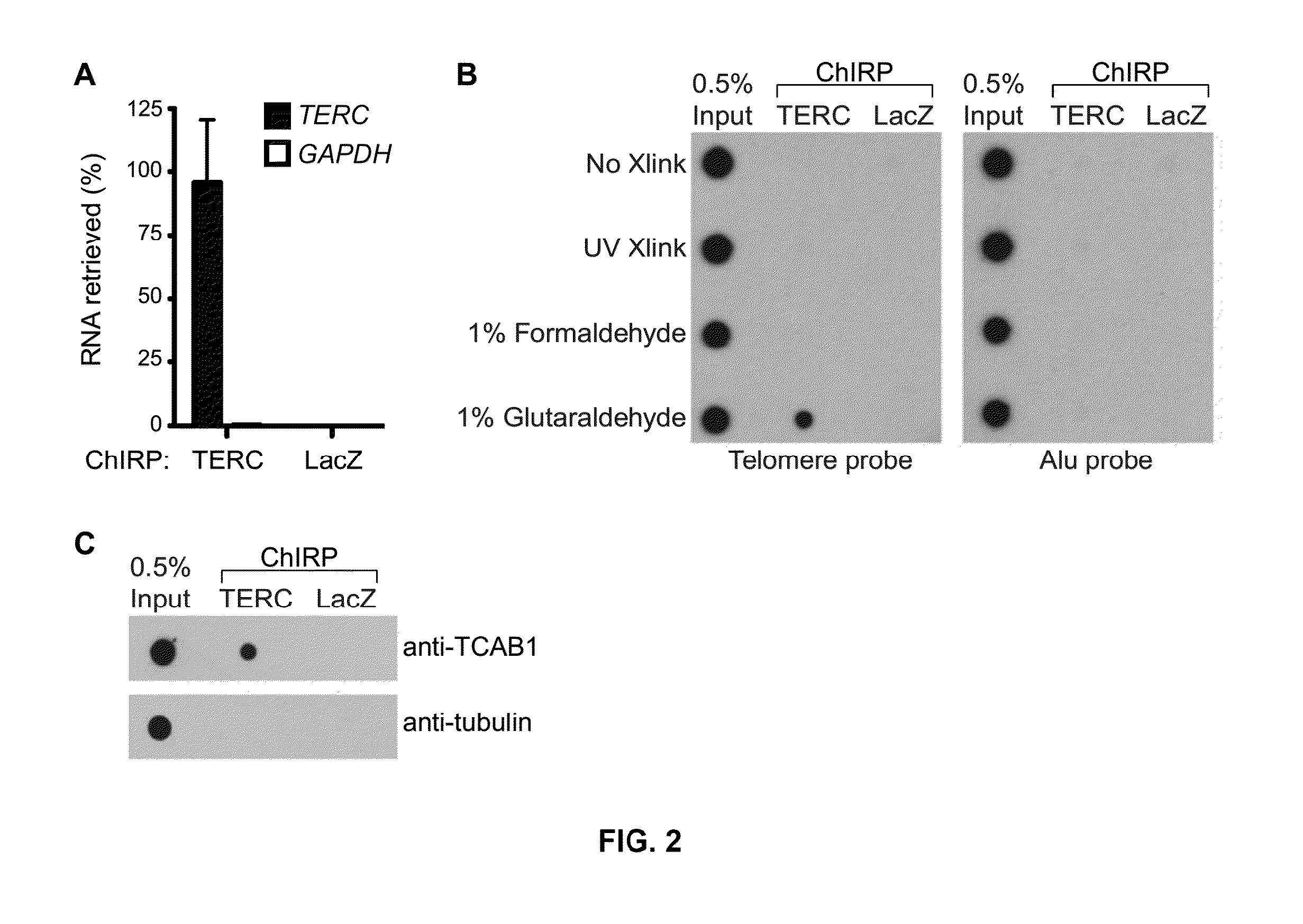 RNA Interactome Analysis