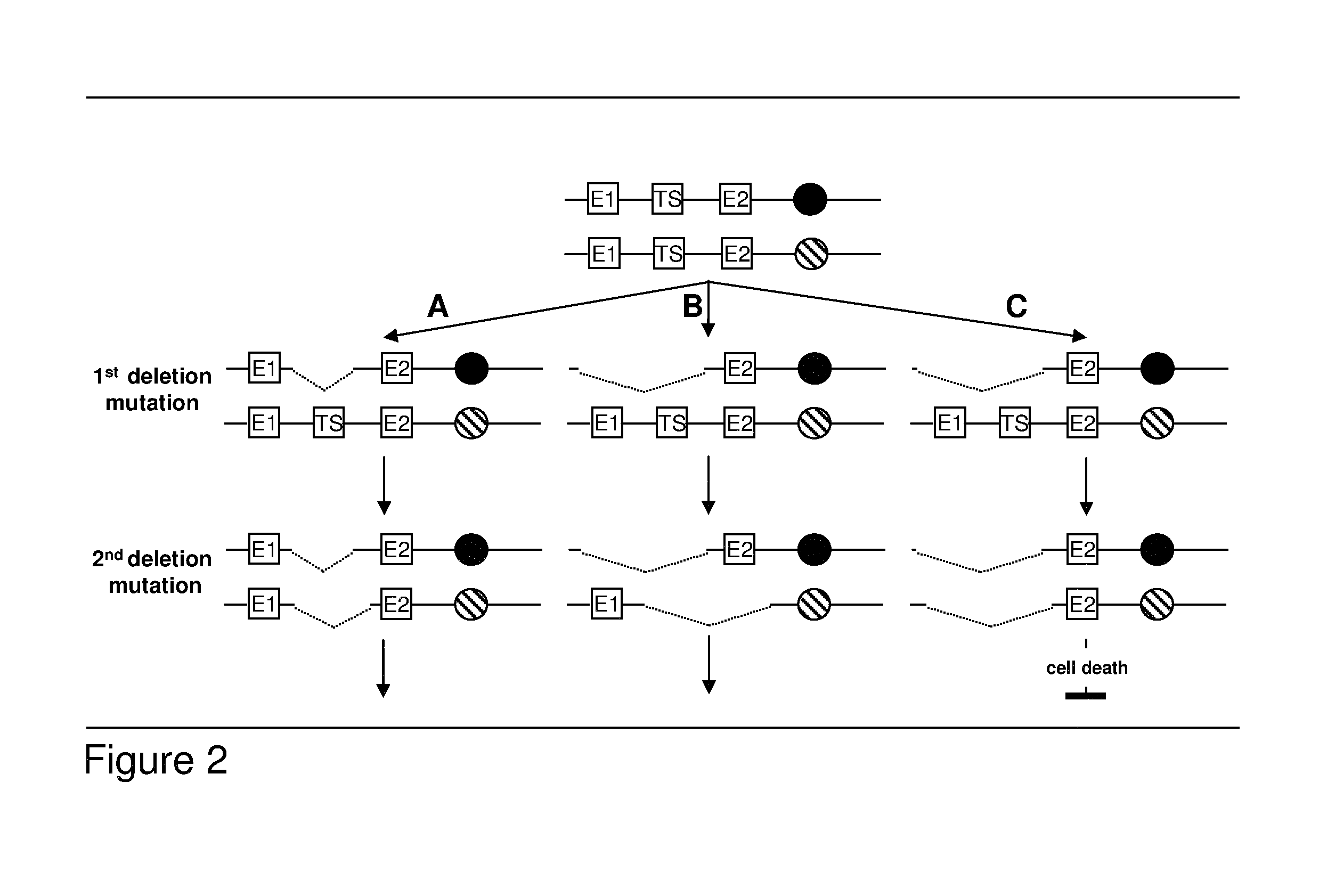 Algorithm for modification of somatic cancer evolution