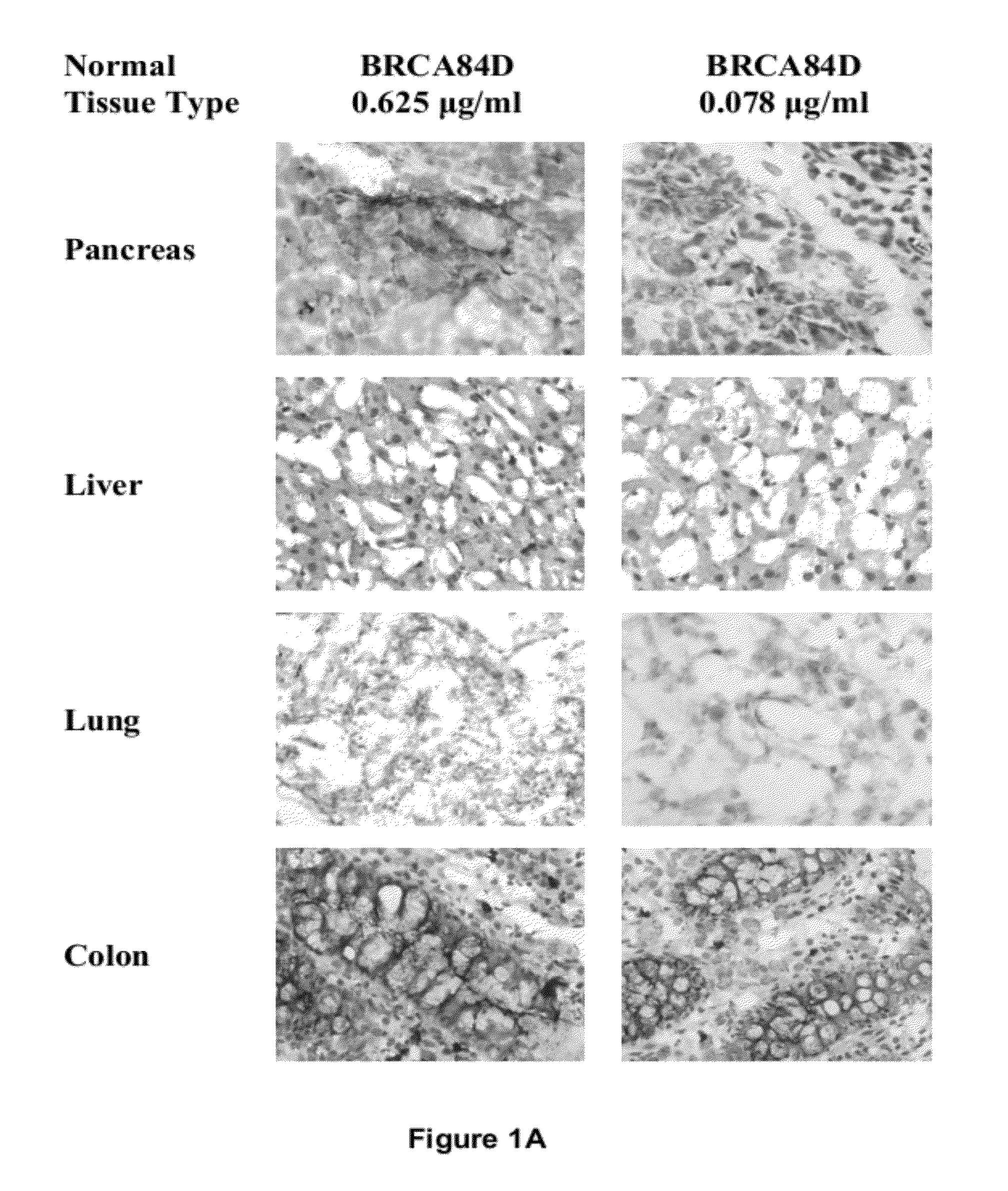 Antibodies reactive with B7-H3 and uses thereof