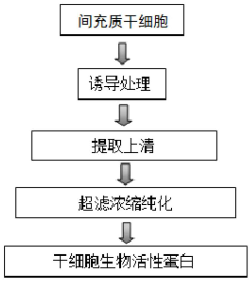 Stem cell bioactive protein and its preparation and application