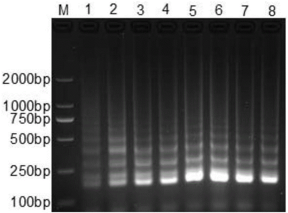 LAMP detection kit for porcine epidemic diarrhea virus