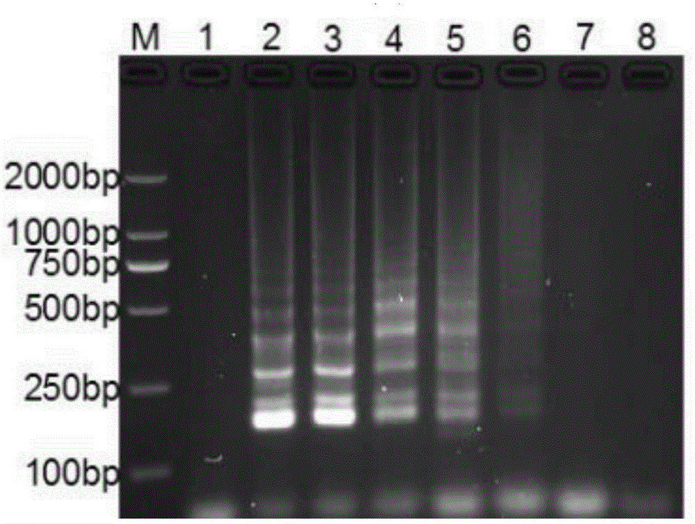 LAMP detection kit for porcine epidemic diarrhea virus