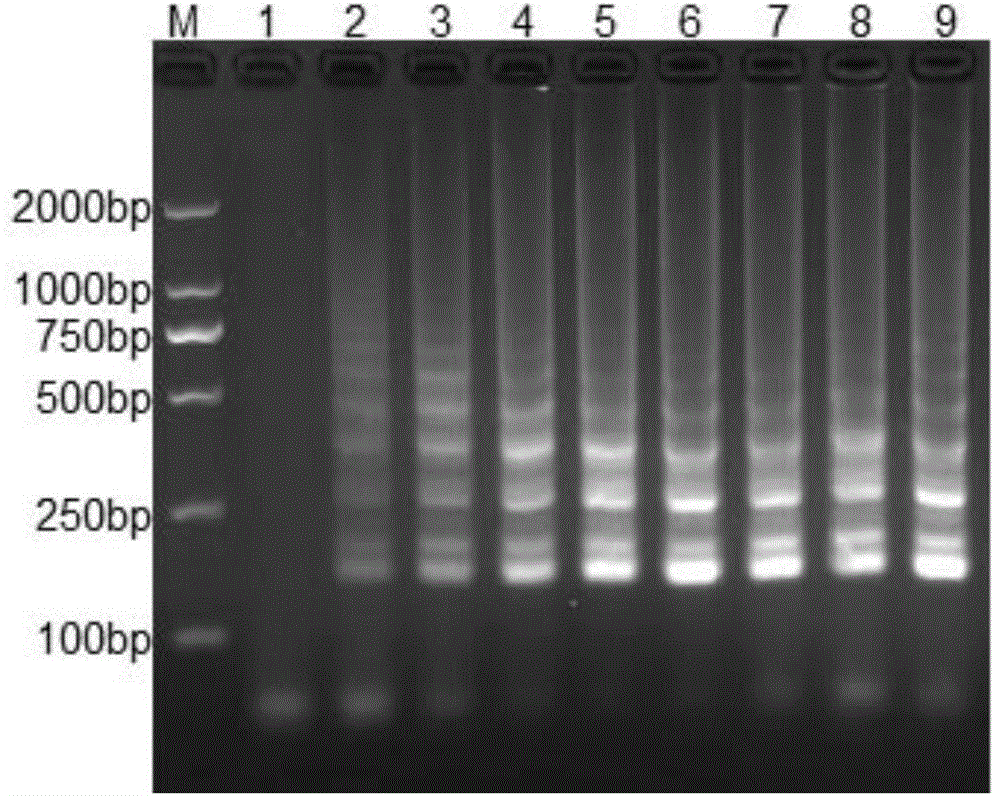 LAMP detection kit for porcine epidemic diarrhea virus