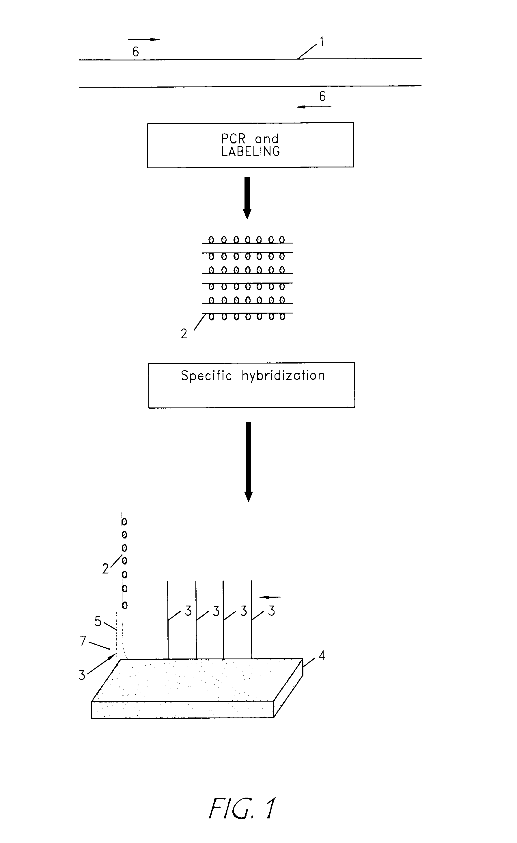 Identification of biological (micro) organisms by detection of their homologous nucleotide sequences on arrays