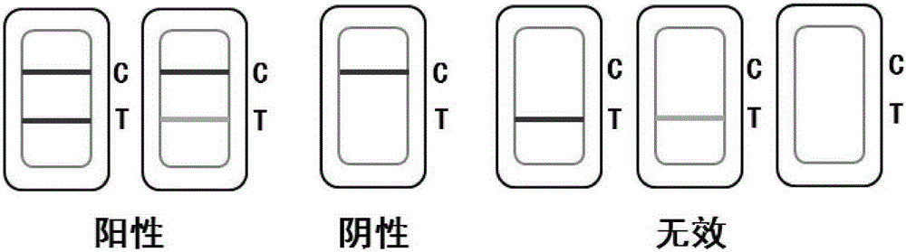 Mink Aleutian disease virus antibody colloidal gold test strip and manufacturing method thereof