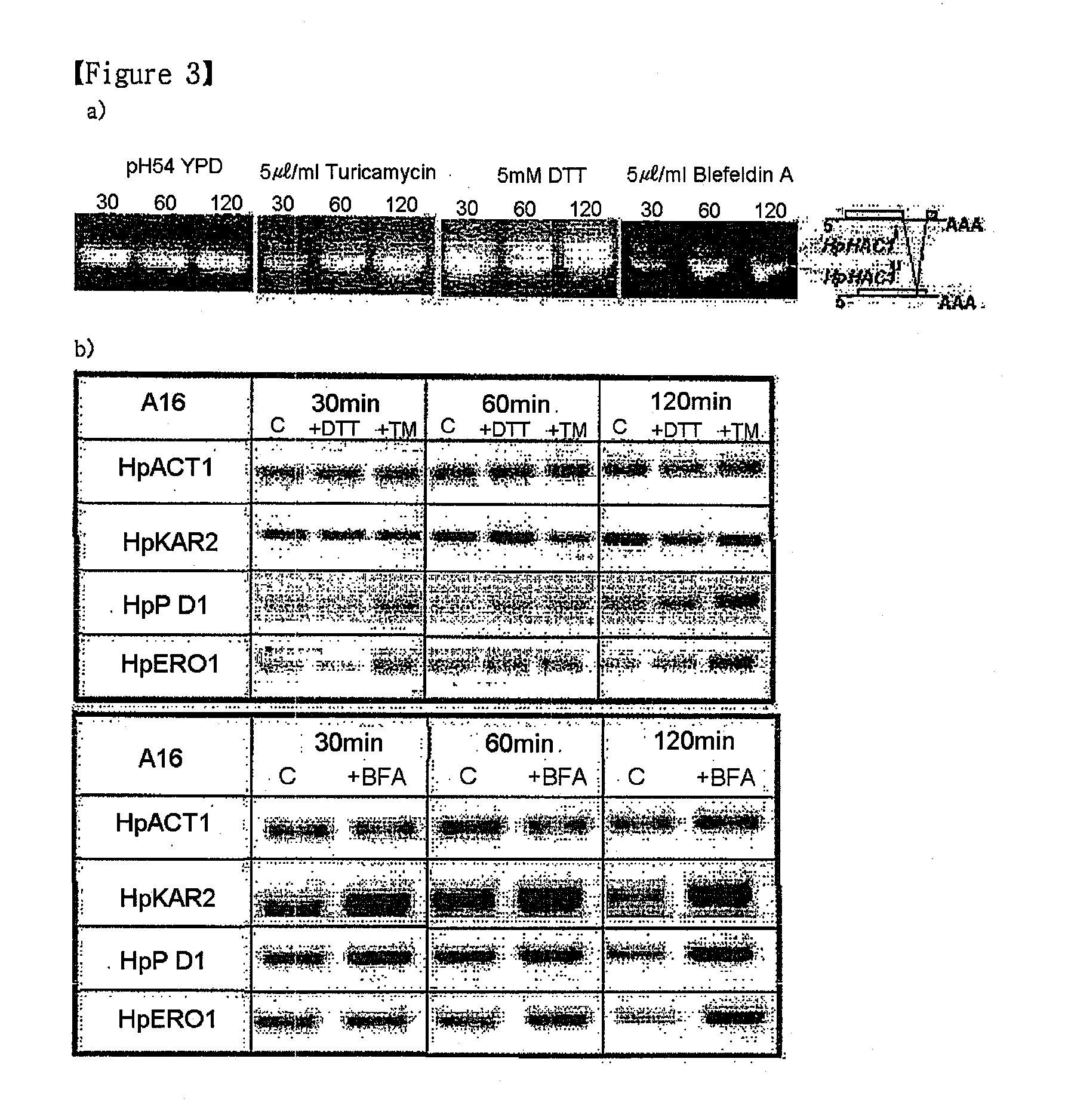 Novel gene from hancenula polymorpha capable of controlling unfolded protein response and method for increasing effect of secretion using the same