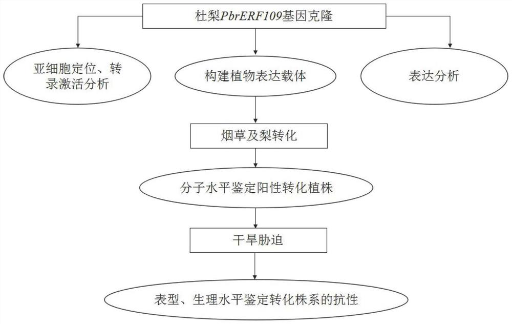 A drought-resistant transcription factor pbrerf109 and its preparation method, application, encoded protein and application