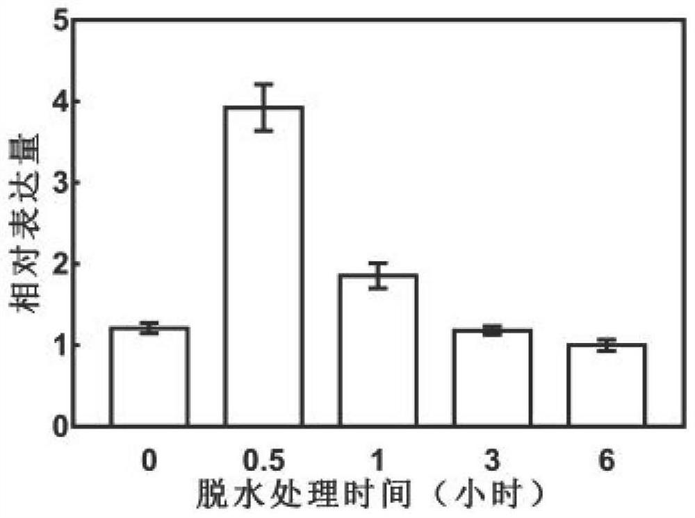 A drought-resistant transcription factor pbrerf109 and its preparation method, application, encoded protein and application