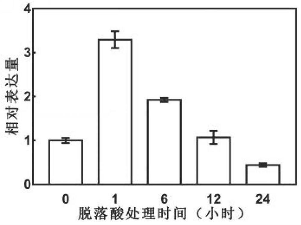 A drought-resistant transcription factor pbrerf109 and its preparation method, application, encoded protein and application