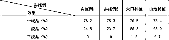 Cultivation method for interplanting of pinus armandii and asparagus cochinchinensis