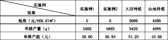 Cultivation method for interplanting of pinus armandii and asparagus cochinchinensis