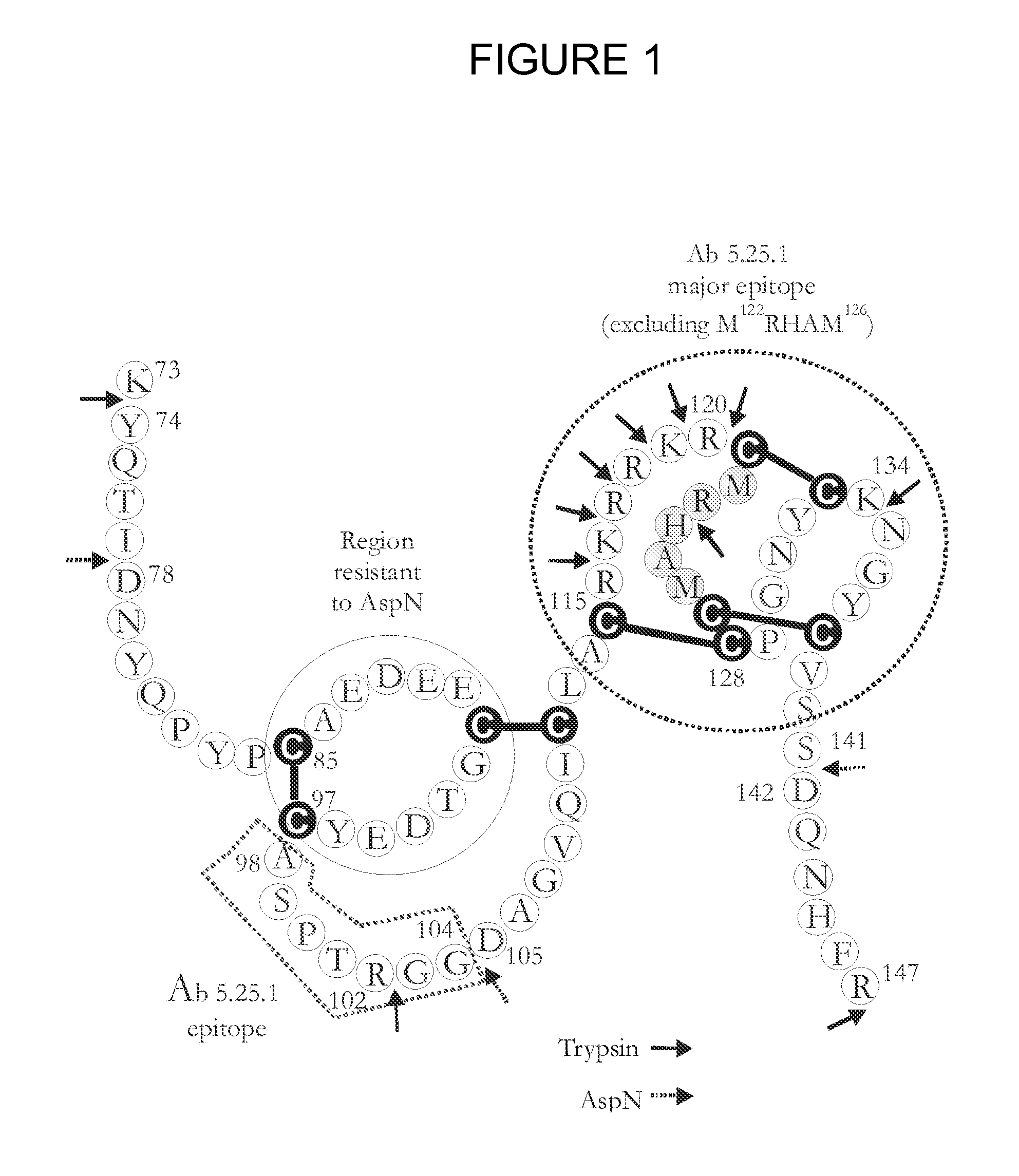 Dkk1 antibodies and methods of use