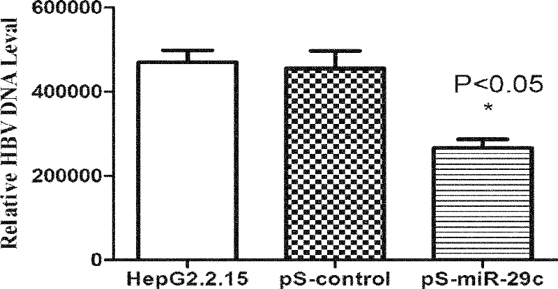 Application of micromolecule RNA has-miR-29c in preparing medicine treating liver cancer