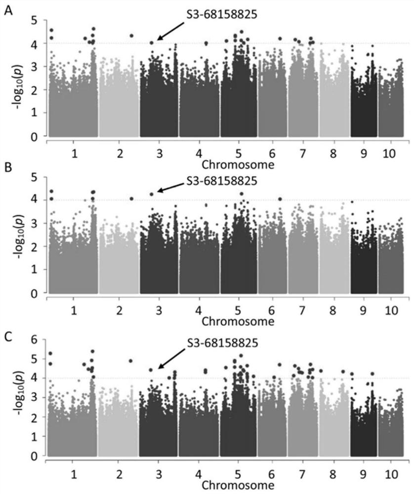 Application of Gene zm00001d040827 in Improving Maize Yield