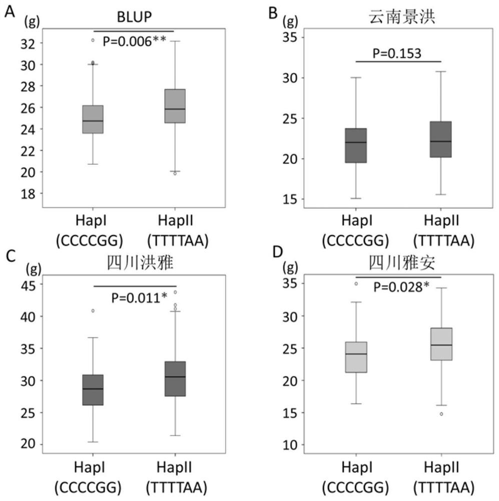 Application of Gene zm00001d040827 in Improving Maize Yield