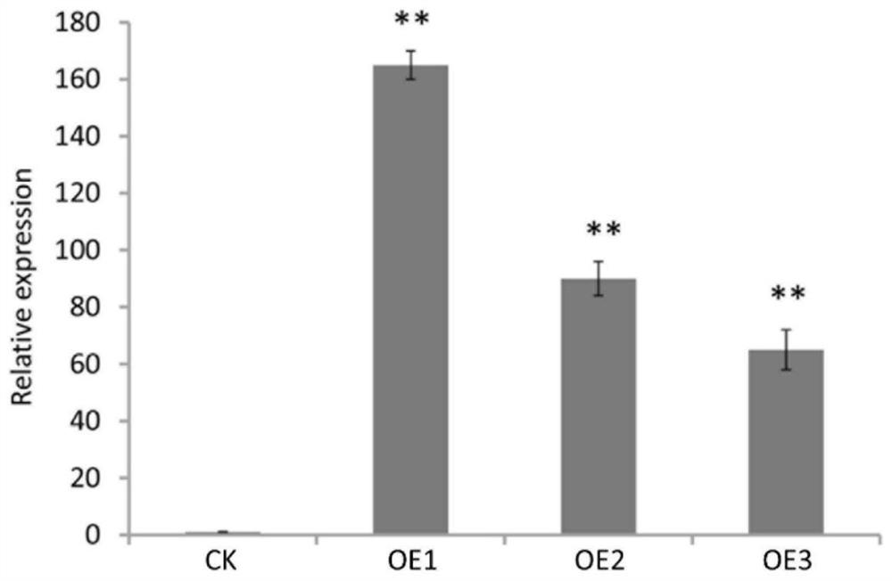 Application of Gene zm00001d040827 in Improving Maize Yield