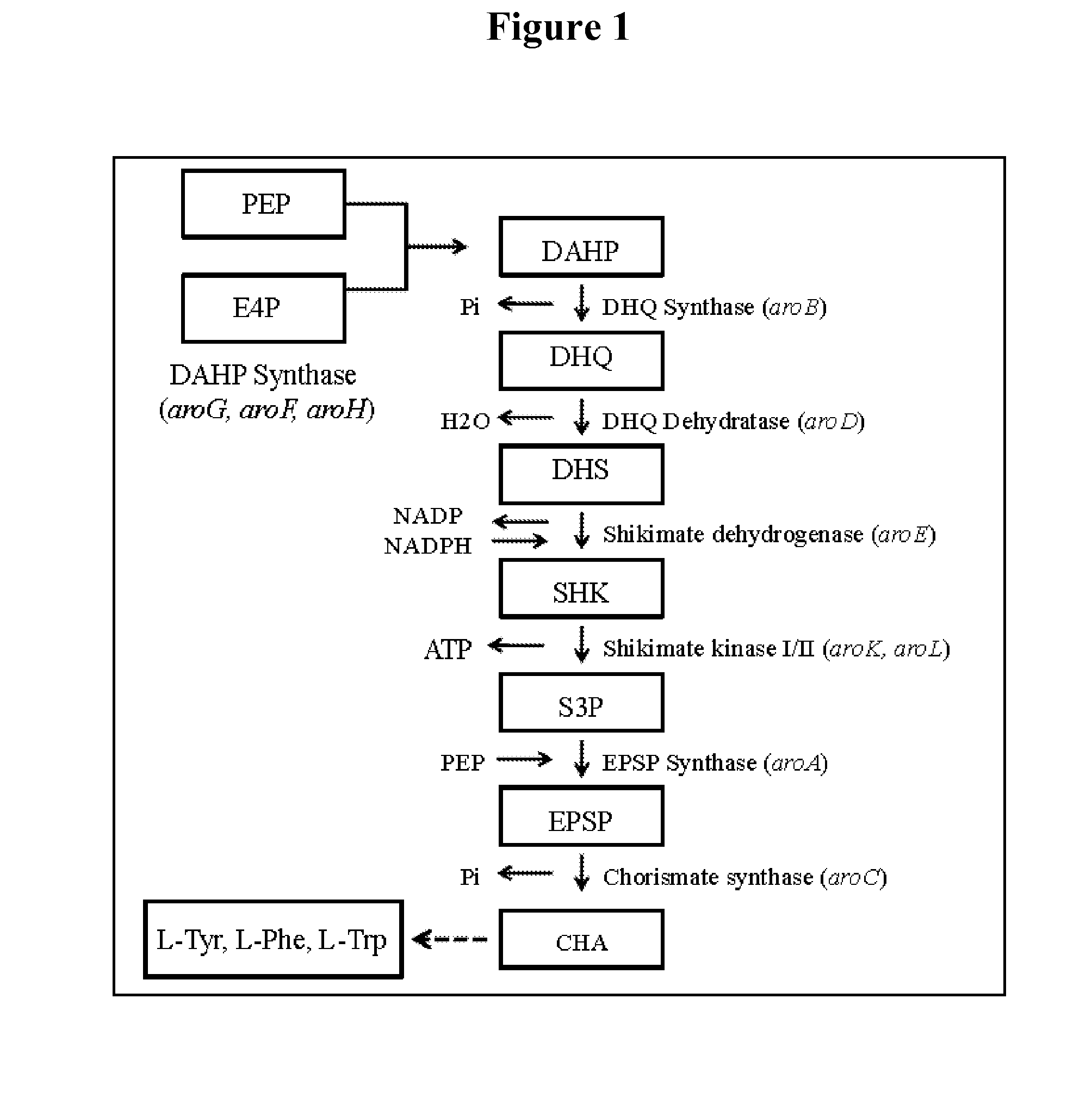 Production of muconic acid from genetically engineered microorganisms