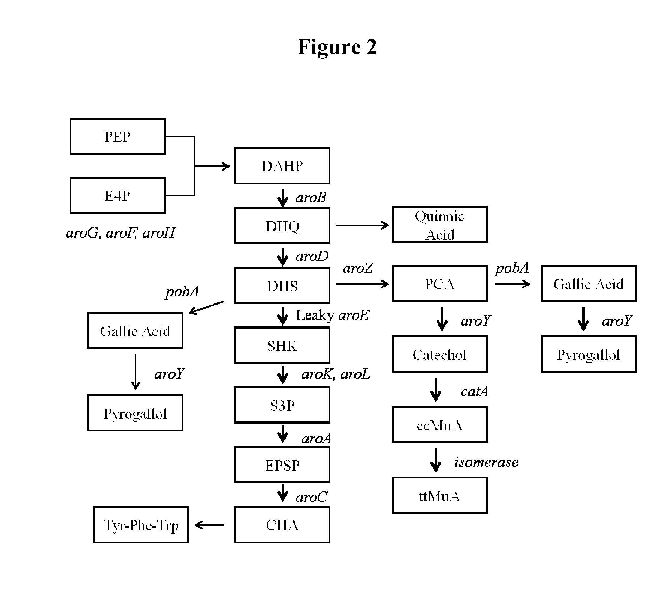 Production of muconic acid from genetically engineered microorganisms