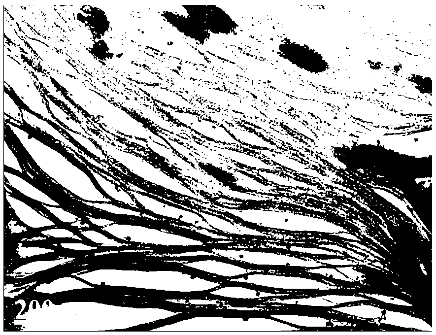 Preparation method of fiber-shaped carbon nitride