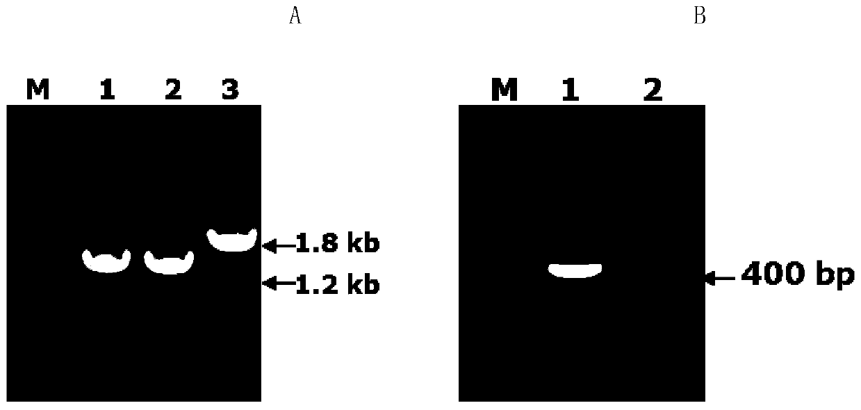 Method for preparing influenza hemagglutinin glycoprotein with animal cell glycosylation modification by using glycosyl engineering yeast