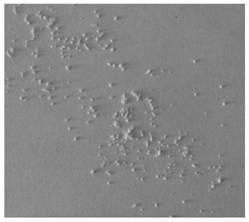 Polylactic acid microsphere and preparation method and application thereof