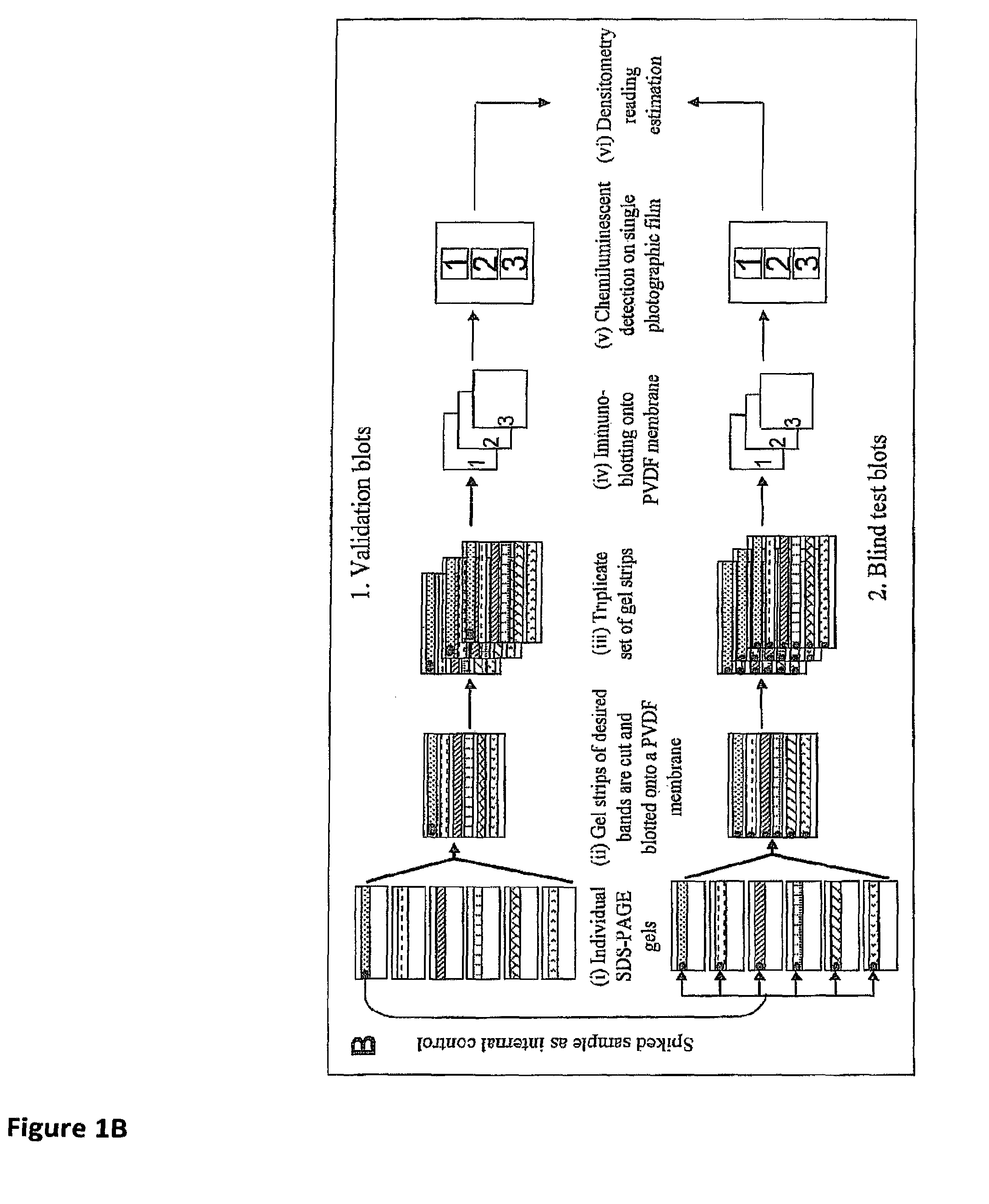 Cancer biomarker and the use thereof