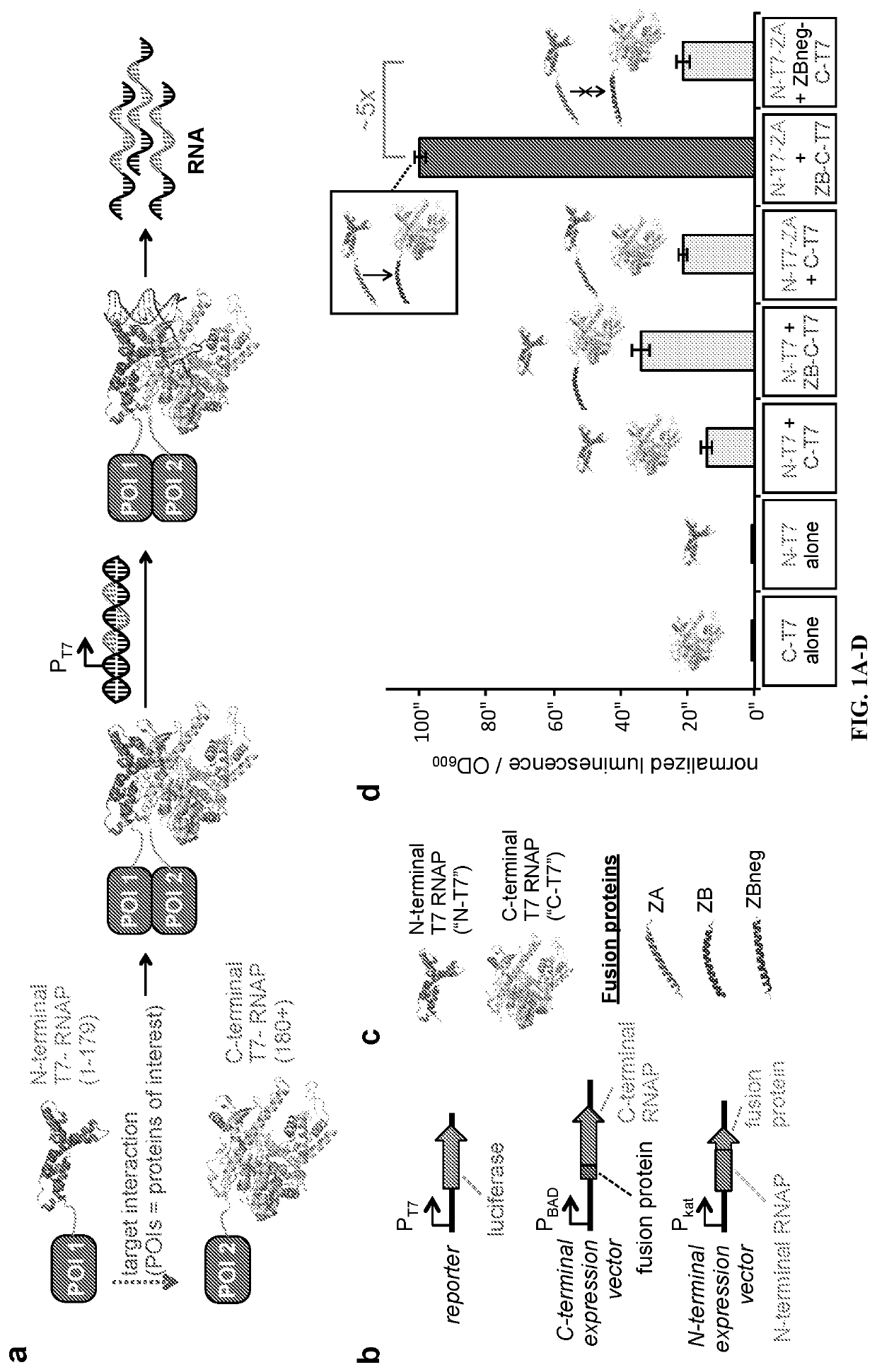 Proximity-dependent split RNA polymerases as a versatile biosensor platform