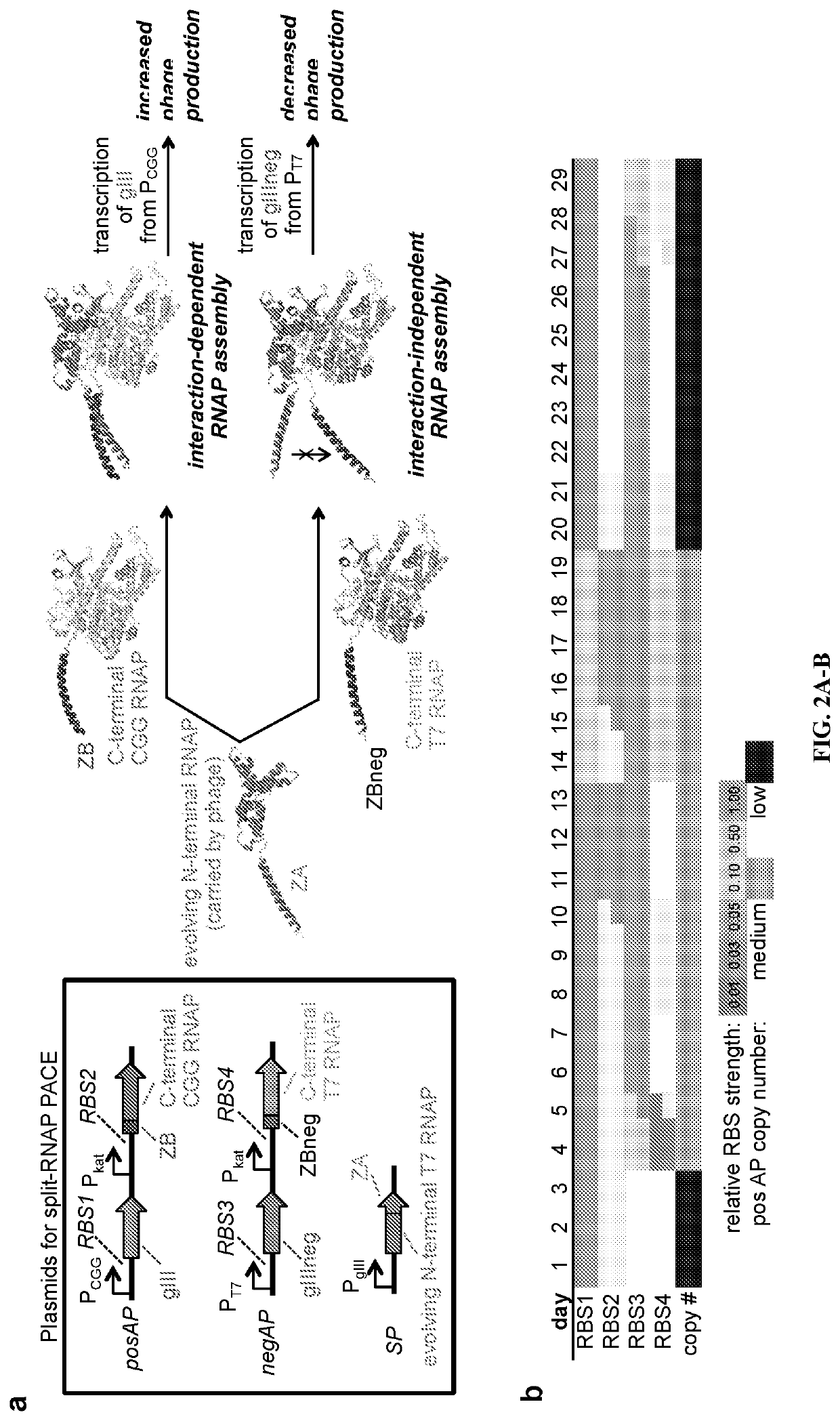 Proximity-dependent split RNA polymerases as a versatile biosensor platform