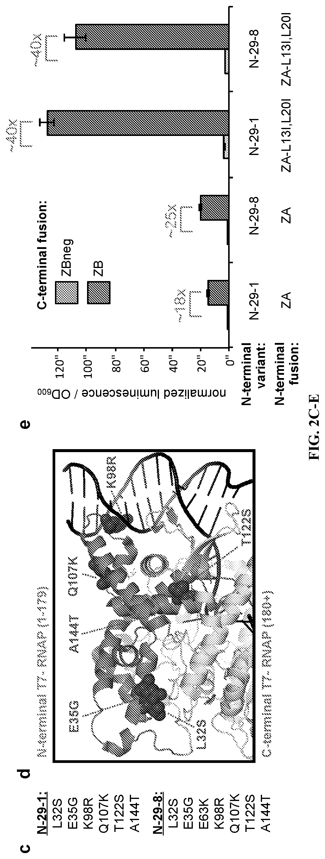 Proximity-dependent split RNA polymerases as a versatile biosensor platform