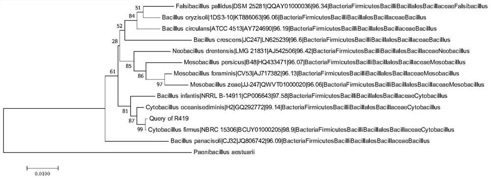 Bacillus firums capable of efficiently degrading donkey hair