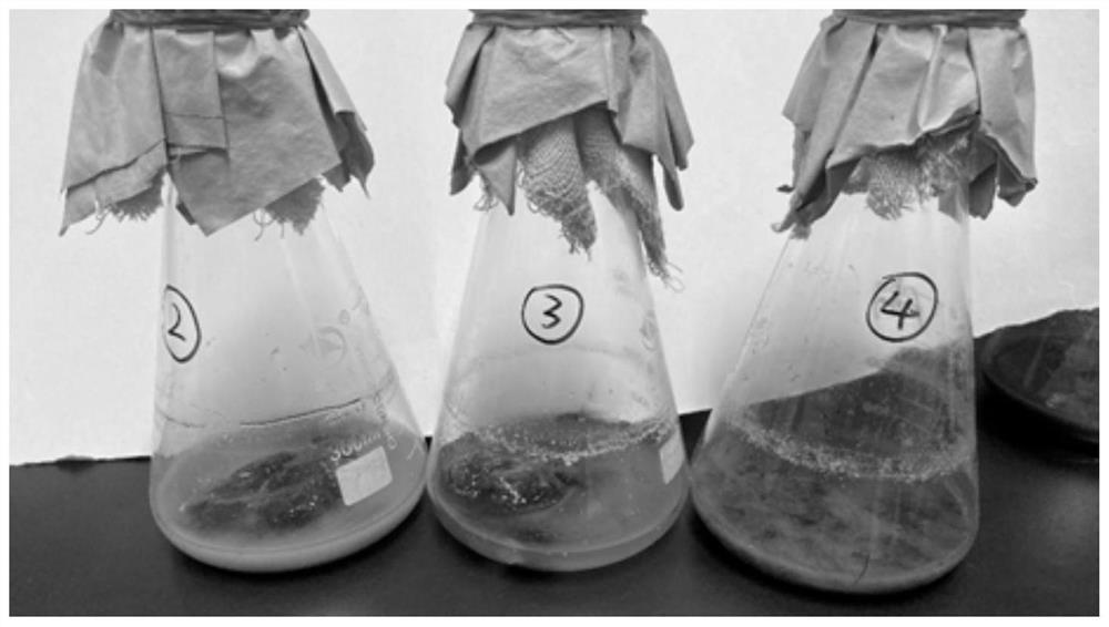 Bacillus firums capable of efficiently degrading donkey hair