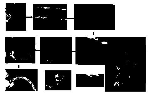 Filament seedling and mariculture method of grateloupia filicina