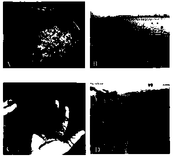 Filament seedling and mariculture method of grateloupia filicina