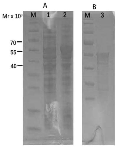 Antibody aiming at novel coronavirus NP protein and detection application thereof