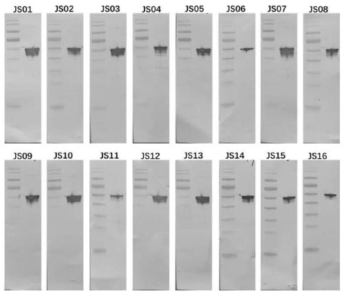 Antibody aiming at novel coronavirus NP protein and detection application thereof