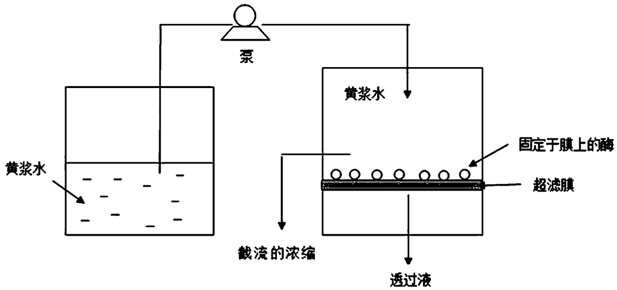 Method for ultrafiltration removal of proteins from yellow serofluid by using enzyme membrane reactor