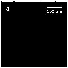 Method for carrying out bio-orthogonal polysaccharide labeling from microbiome level, and applications thereof