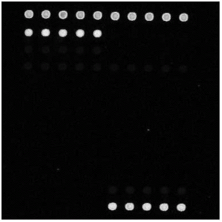 Chip for screening pospiviroid viroid and application of chip