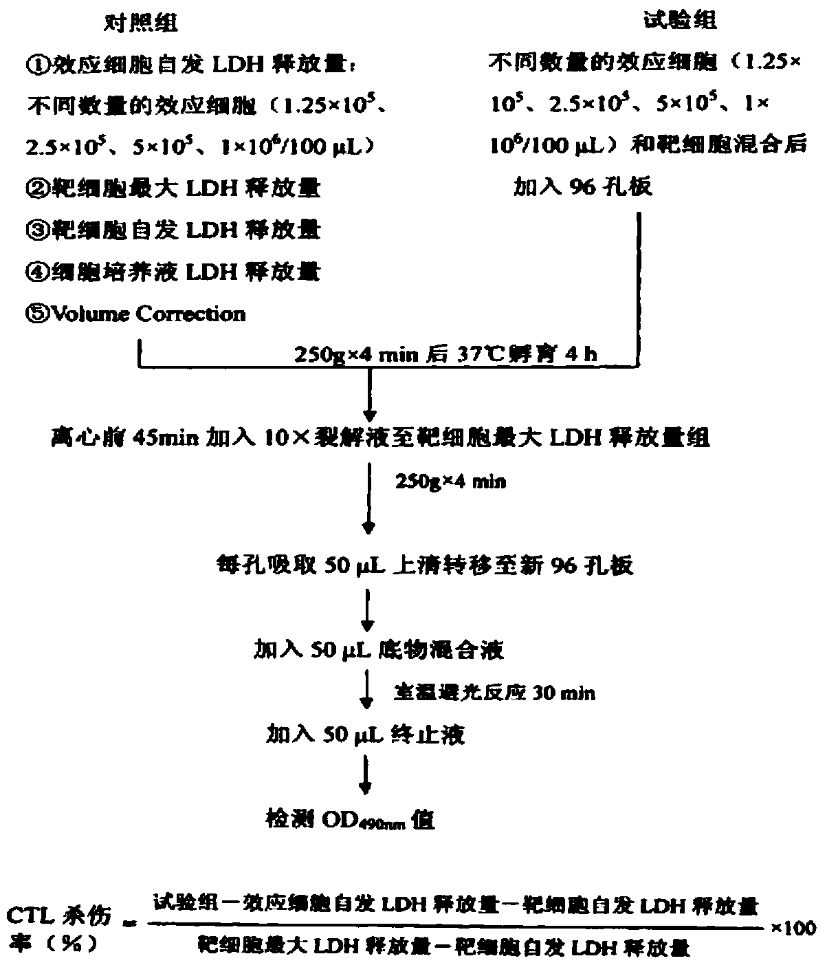 Dual-target CAR-T therapeutic vector for breast cancer and construction method and application thereof