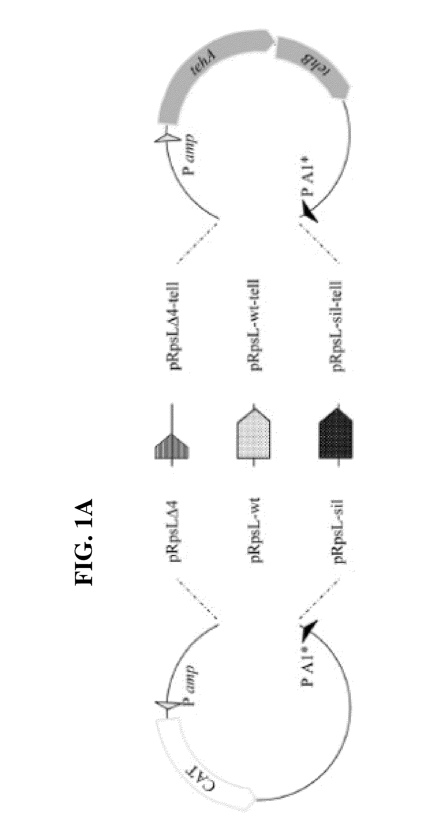 Bacteriophages for reducing toxicity of bacteria