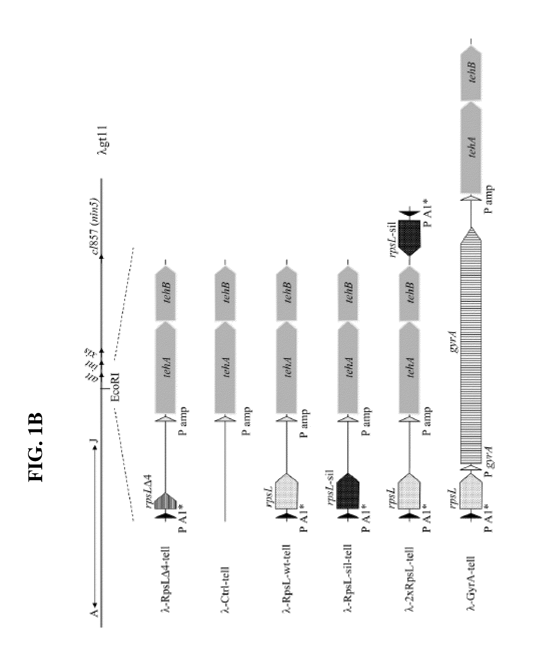 Bacteriophages for reducing toxicity of bacteria