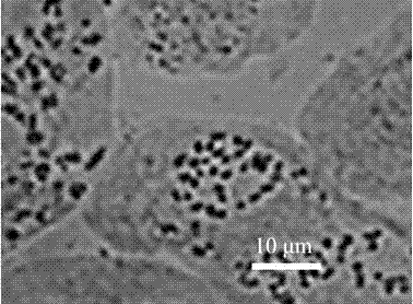 Method for preparing conventional slide of chromosomes from grapevine root tips