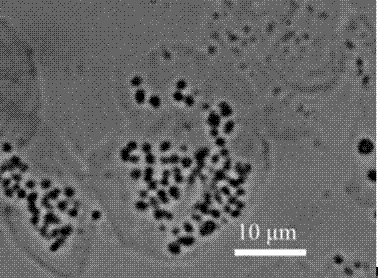 Method for preparing conventional slide of chromosomes from grapevine root tips