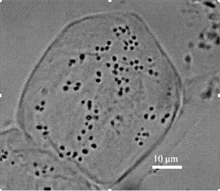 Method for preparing conventional slide of chromosomes from grapevine root tips