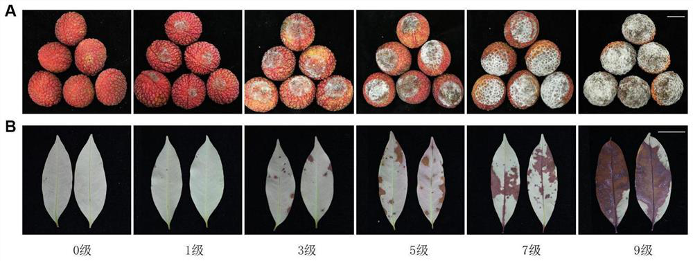 Method for detecting resistance of litchi to peronophythora litchii and application of method