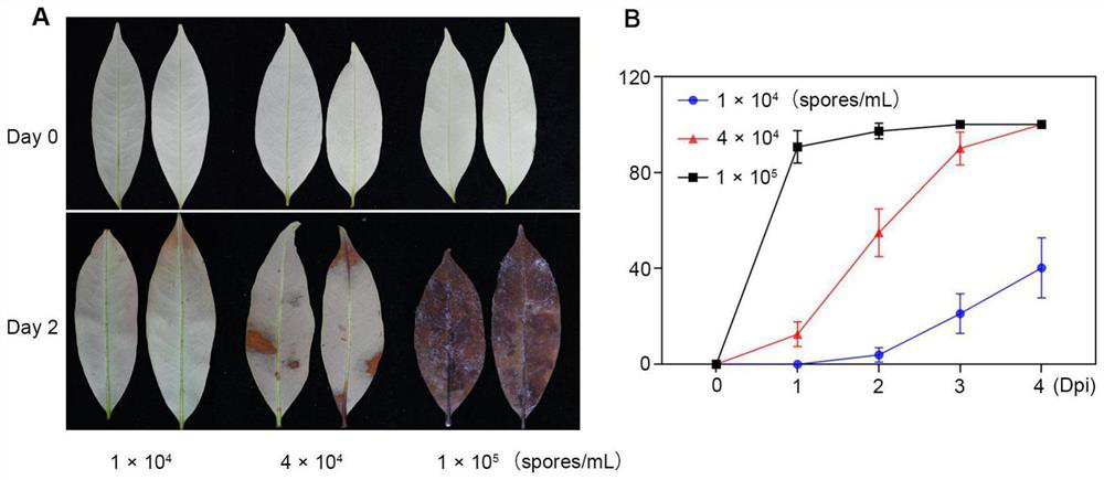 Method for detecting resistance of litchi to peronophythora litchii and application of method