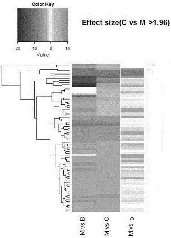 Purpose of ganoderan in preparation of health food for regulating flora in intestinal tract