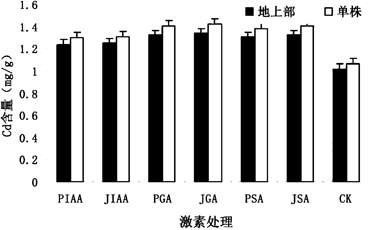 Method for promoting enrichment of cadmium by red spinach through composition of plant hormone and chelating agent